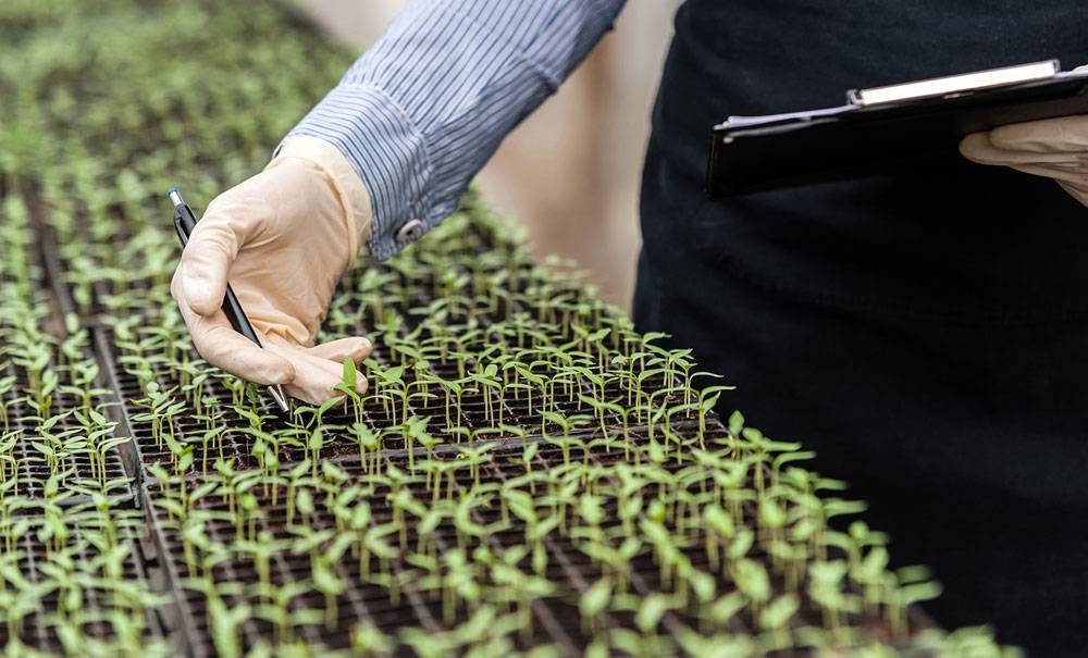 microorganismos|IRTA-Cabrils|Fitó-riego-proyecto